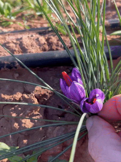 Cultivating the World's Costliest Spice in South Africa