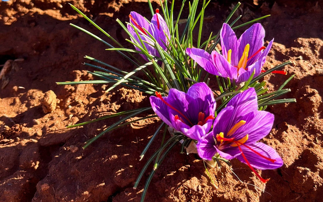 14 Science-Backed Health Benefits of Saffron That Will Blow Your Mind