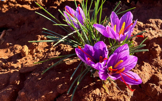 14 Science-Backed Health Benefits of Saffron That Will Blow Your Mind